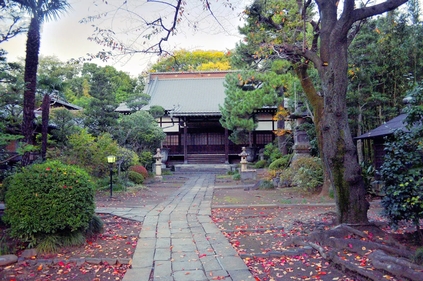A quiet temple garden path in Yanaka, maple leaves underfoot