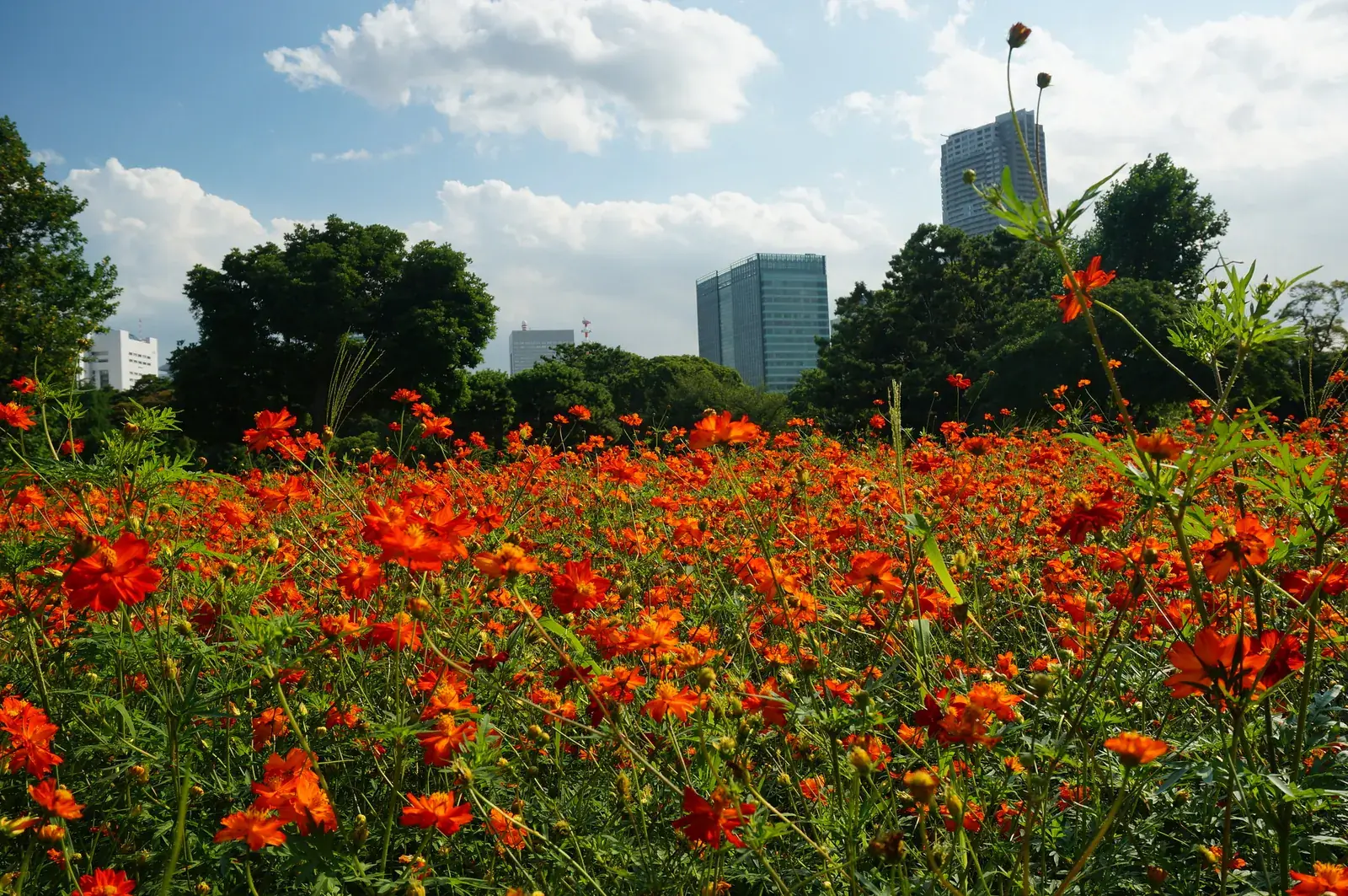 Cosmos in flower in October, the towers far beyond the pines