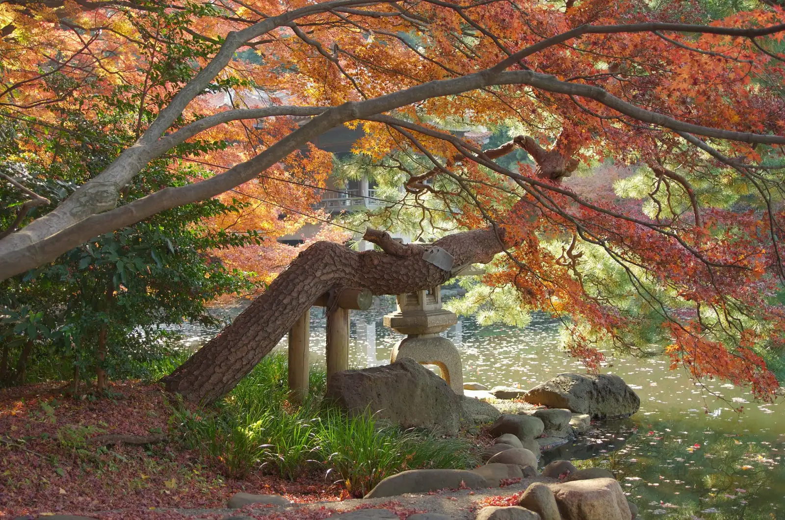 Red maple over a stone lantern in the Japanese garden