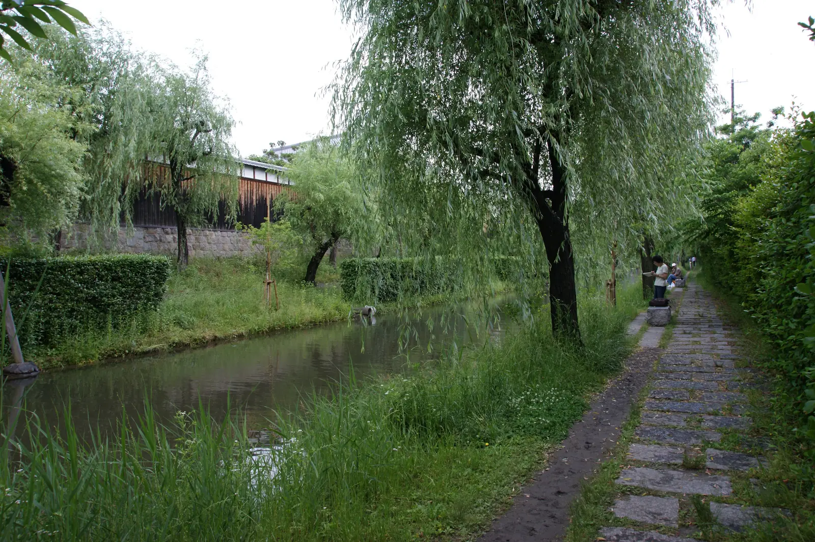 Willows along the Fushimi canal