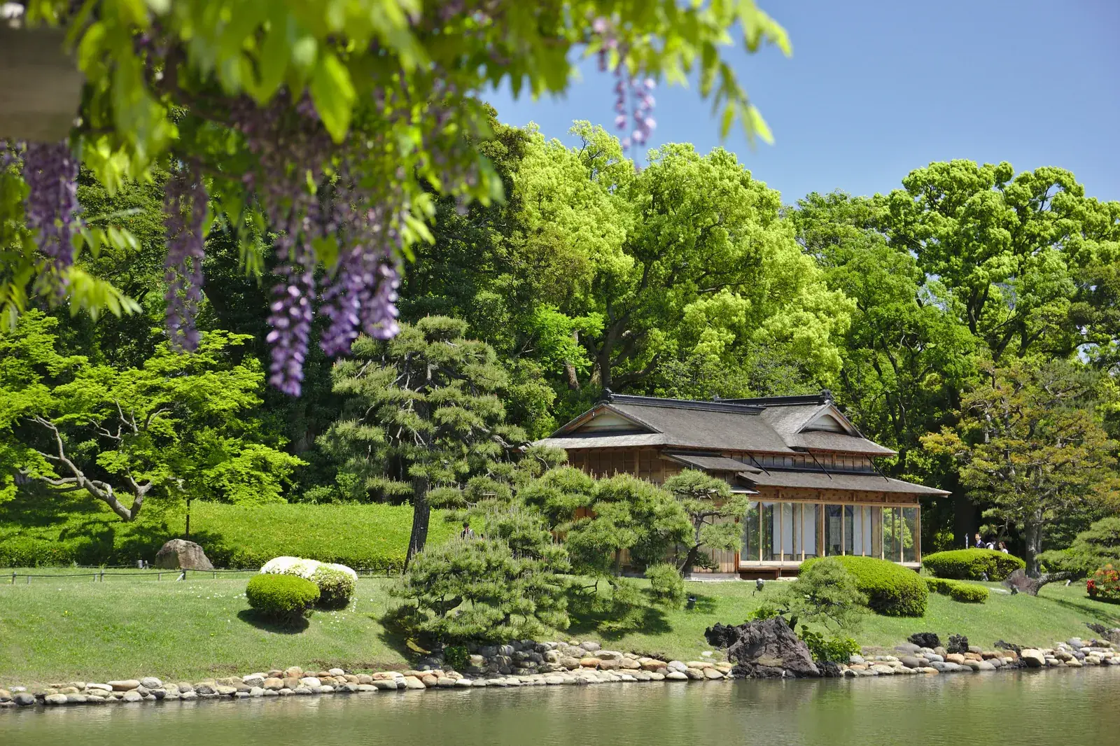 A tea house at Hama-rikyu among pines, framed by wisteria