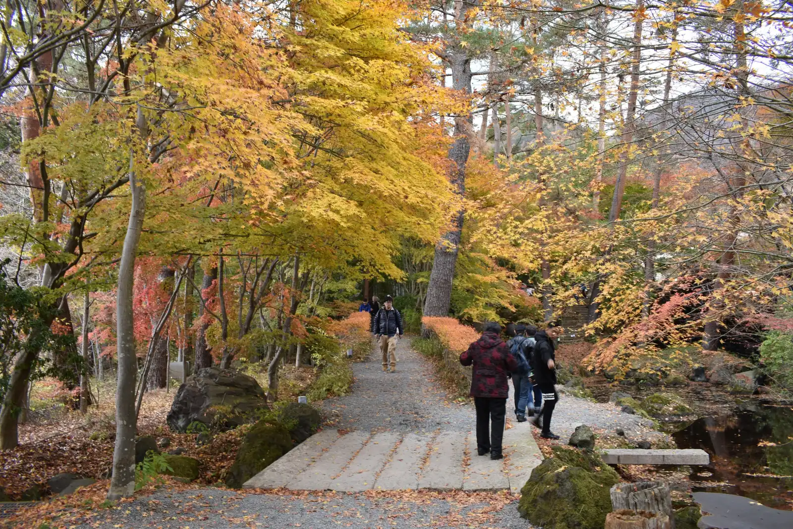 The museum garden path under autumn maples
