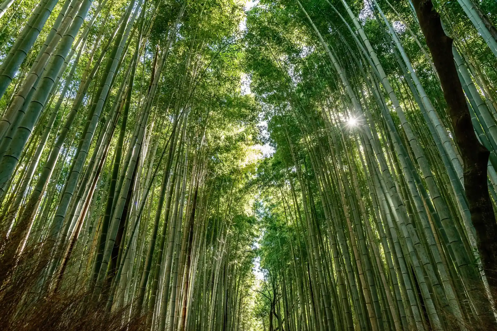 Looking up through the Arashiyama bamboo