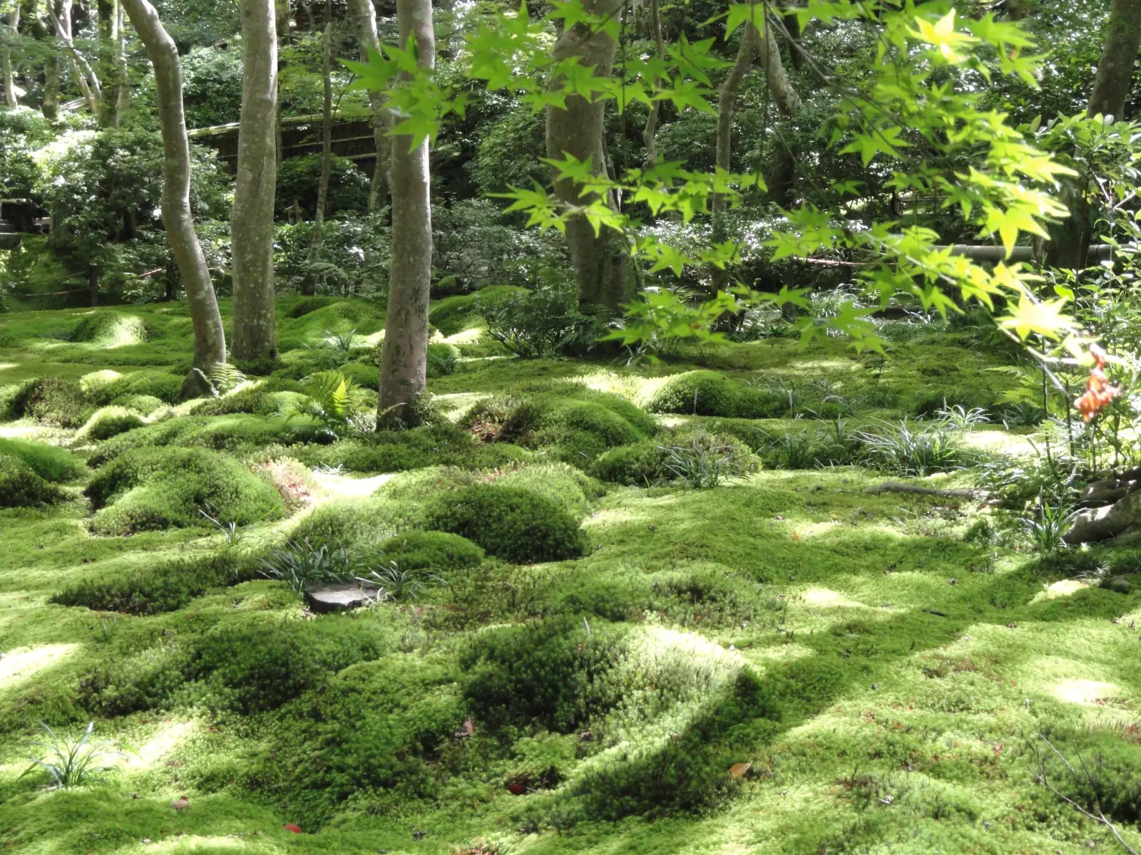 Gio-ji's moss under the maples