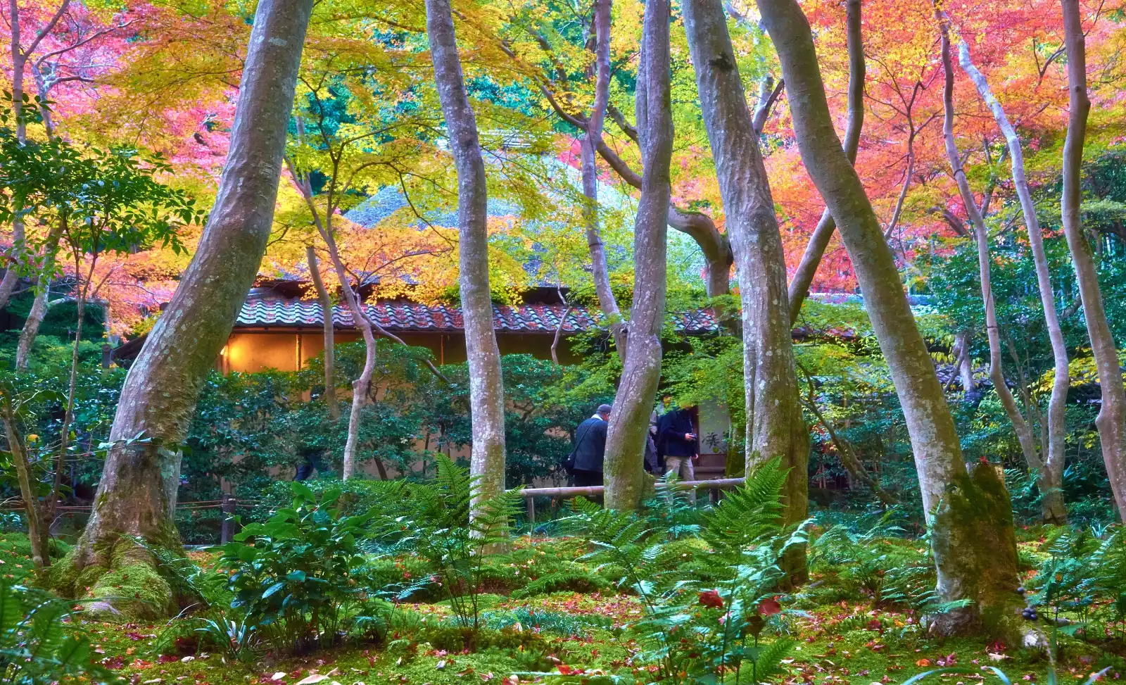 Autumn maples over Gio-ji's moss garden