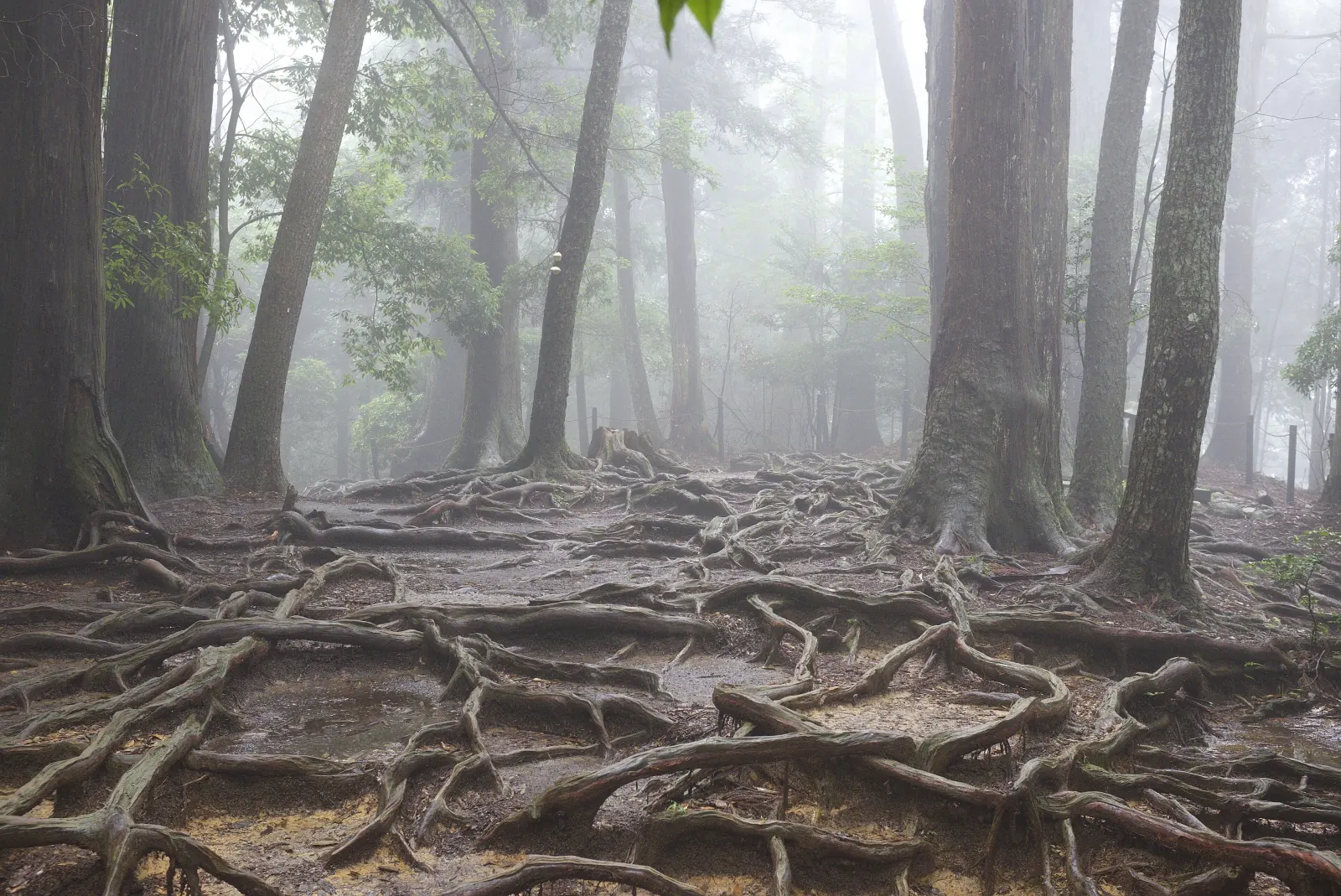 Cedar roots across the misty mountain path near Kurama