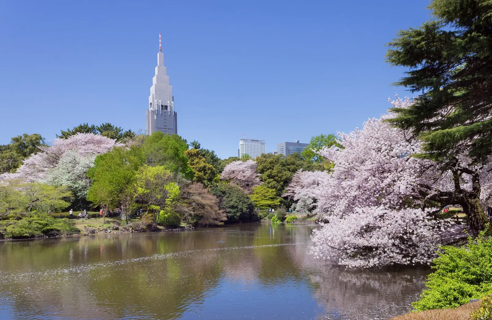 Shinjuku Gyoen Japanese garden