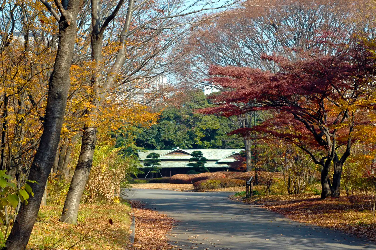 Autumn maples along the path to the Suwa-no-chaya tea house