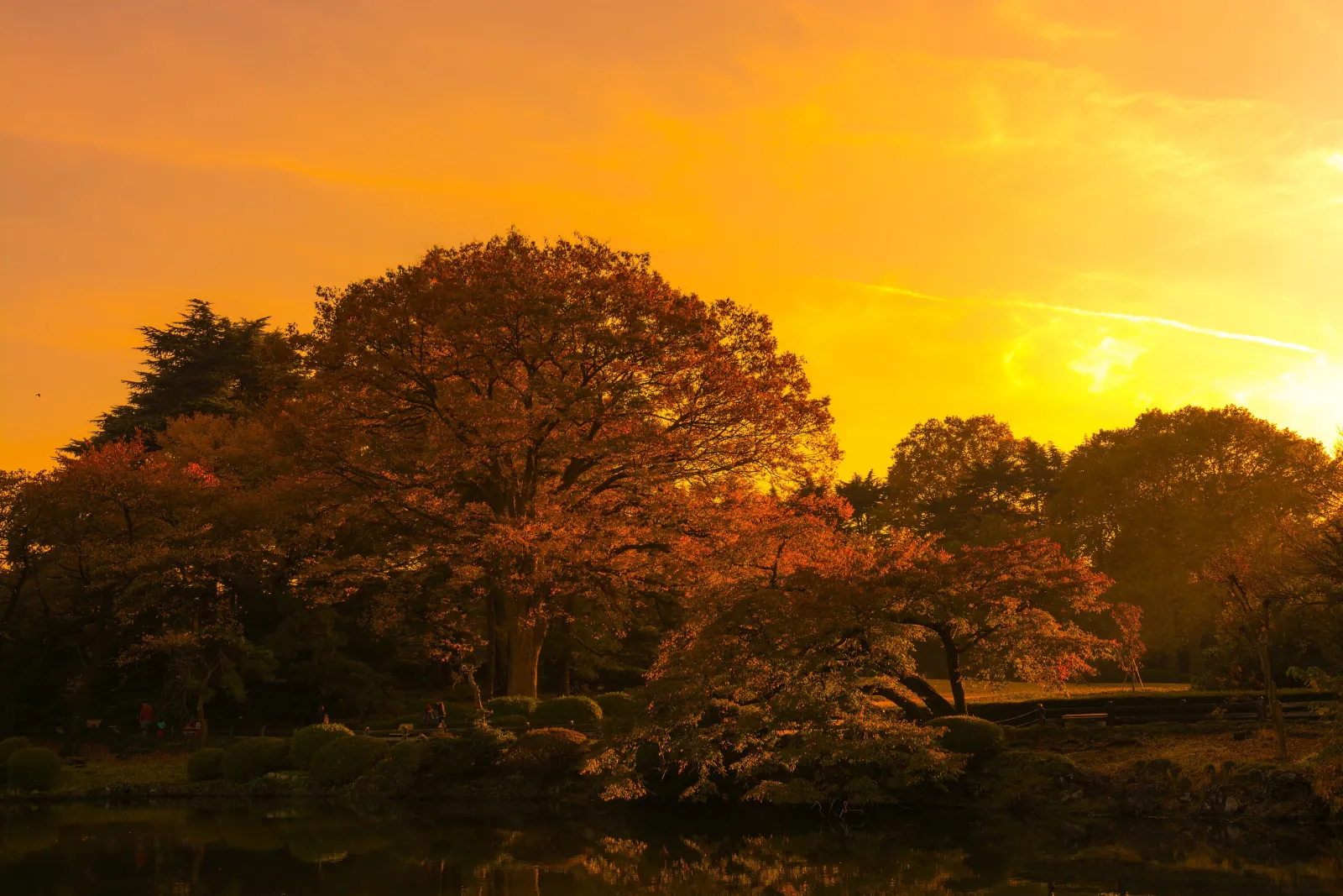Autumn trees glowing at dusk above a garden pond