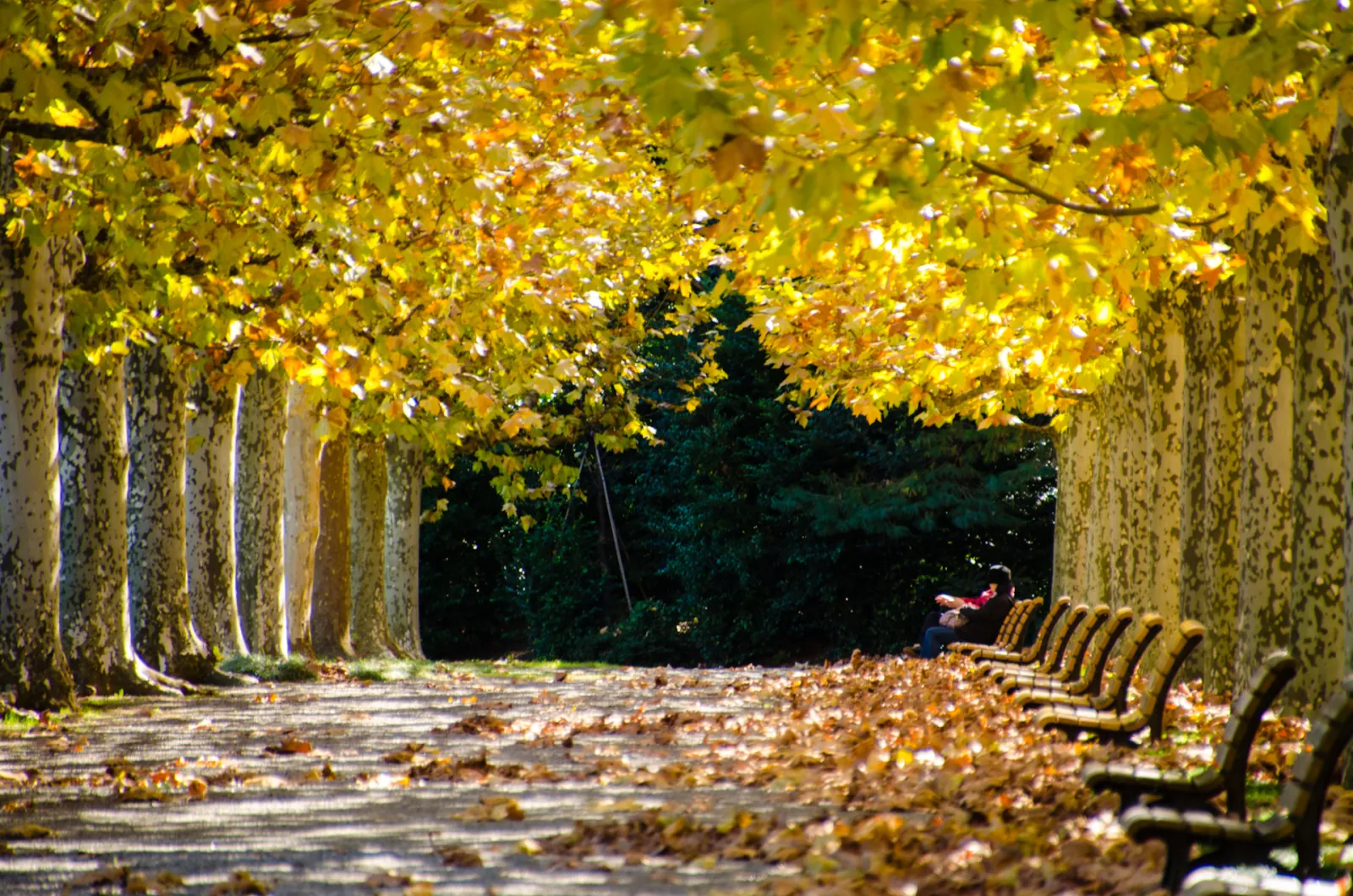 The plane-tree avenue, leaves turning gold over the benches