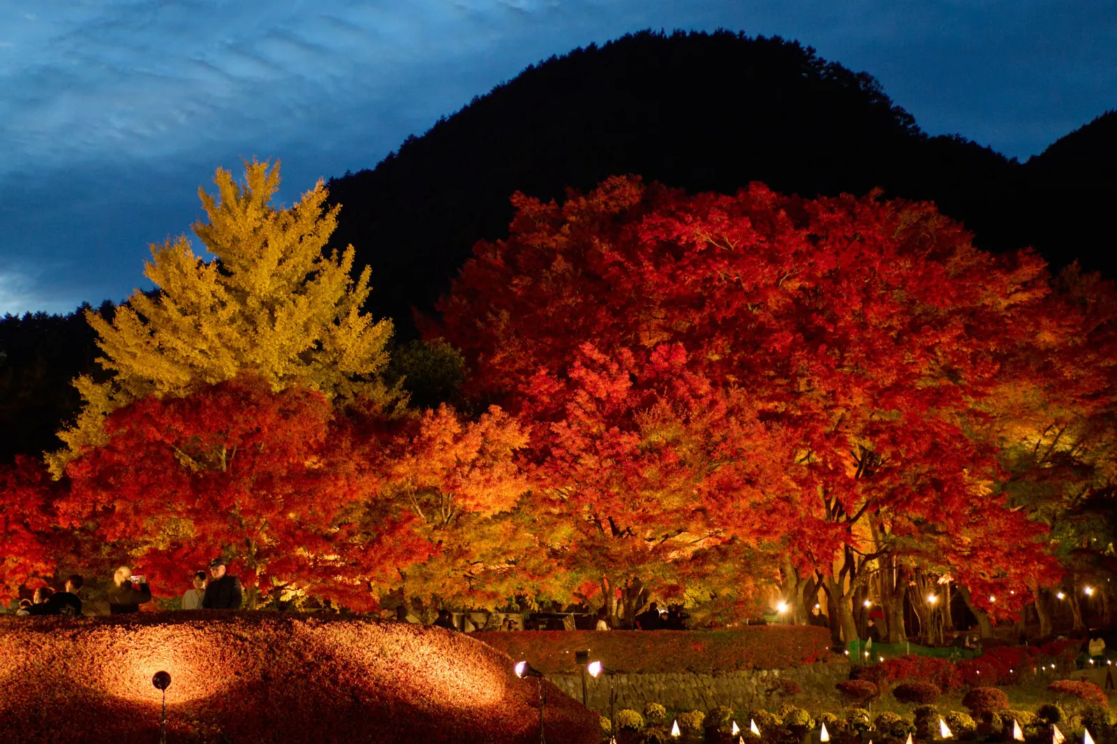 Maples lit up at dusk on Lake Kawaguchi's north shore