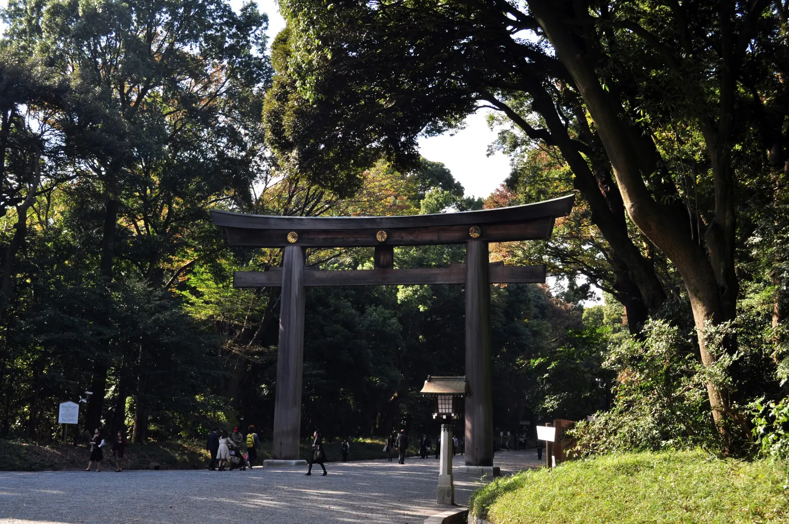 The great wooden torii in late-afternoon forest light