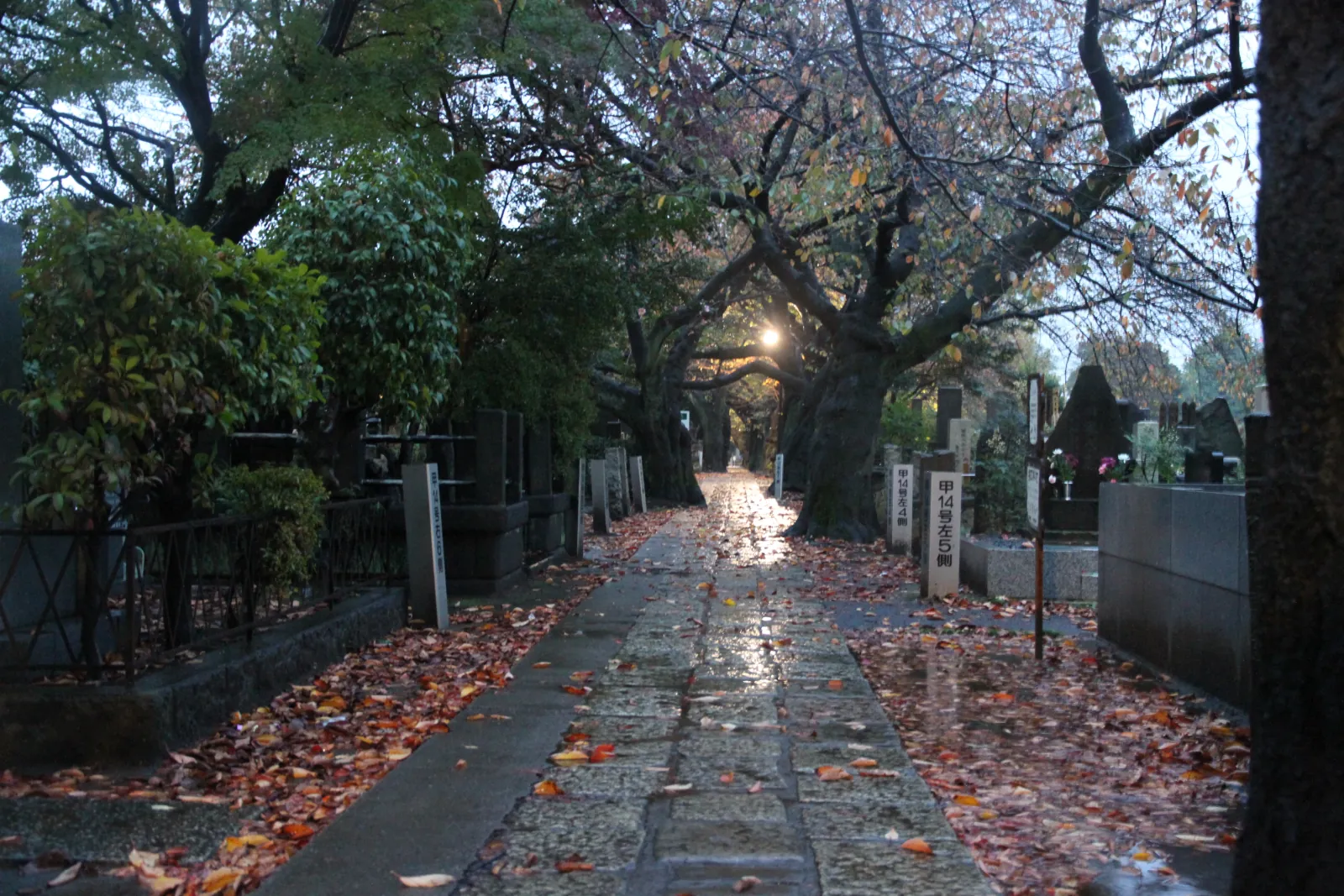 Yanaka Cemetery's tree-lined avenue at dusk, autumn leaves down