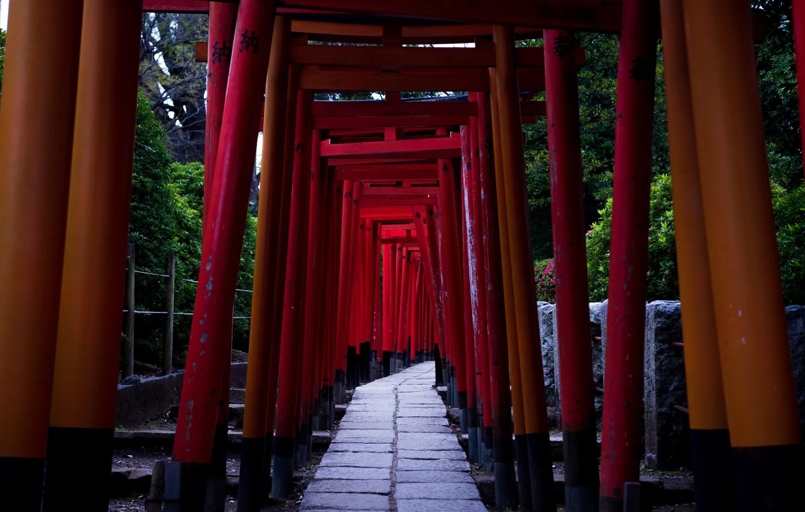 The tunnel of red torii at Nezu Shrine