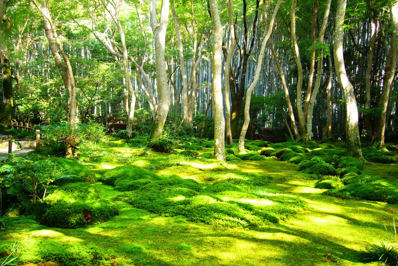 Light through the maples onto Gio-ji's moss