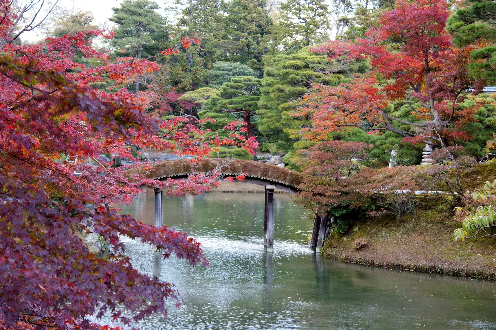 Red maples over a bridge on Katsura's pond
