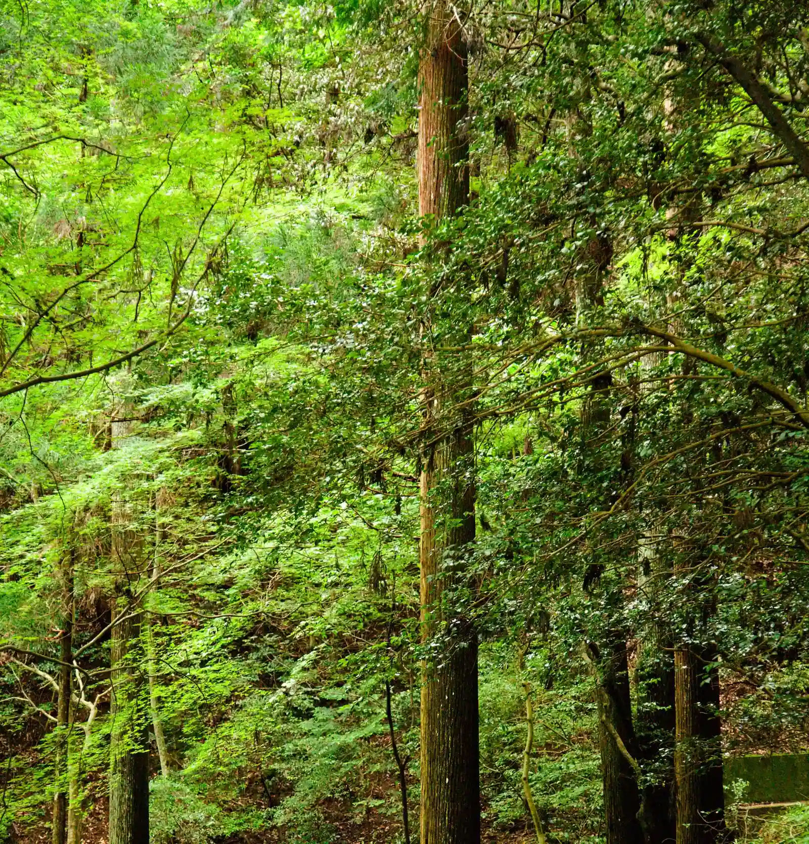 Tall cedars on the Kurama mountain