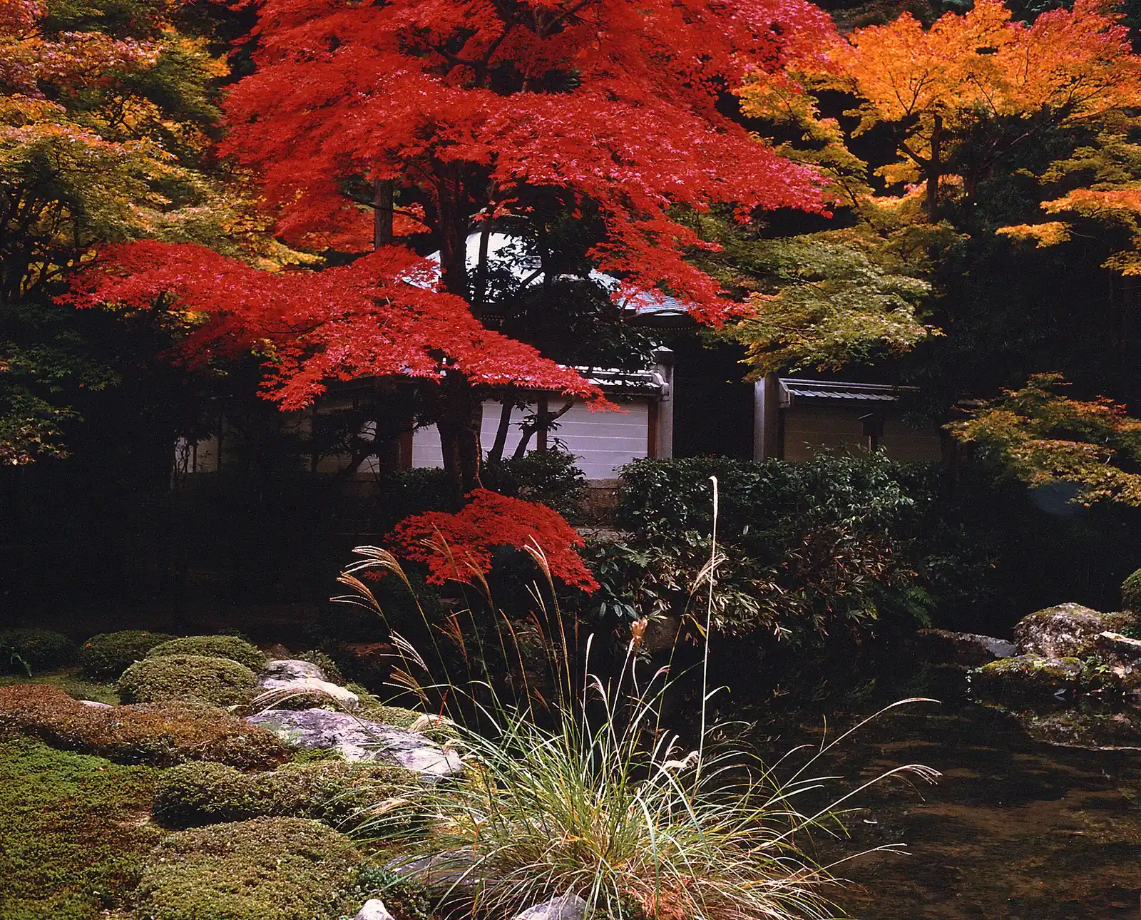 Autumn maples at Nanzen-ji, Hyotei's neighbour
