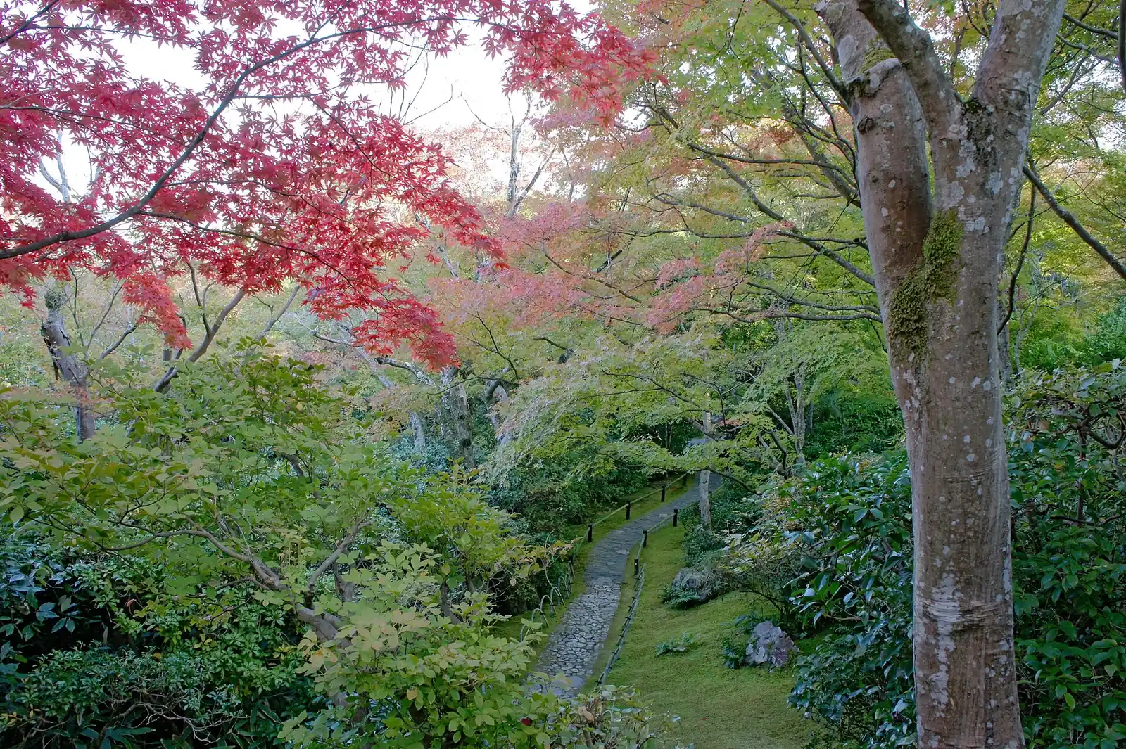 Maples over Okochi Sanso's hillside garden