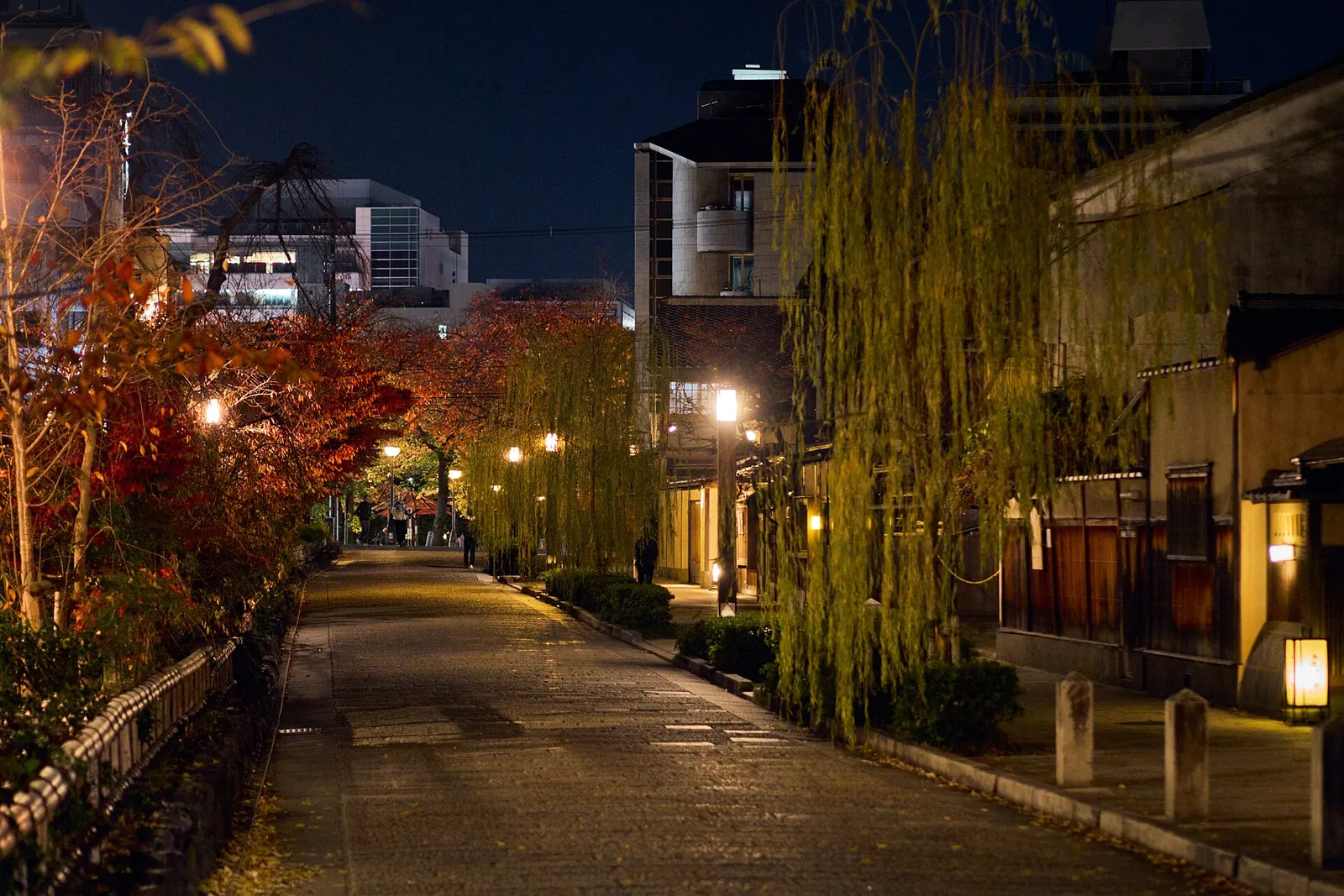 Willows and autumn maples in Gion after dark
