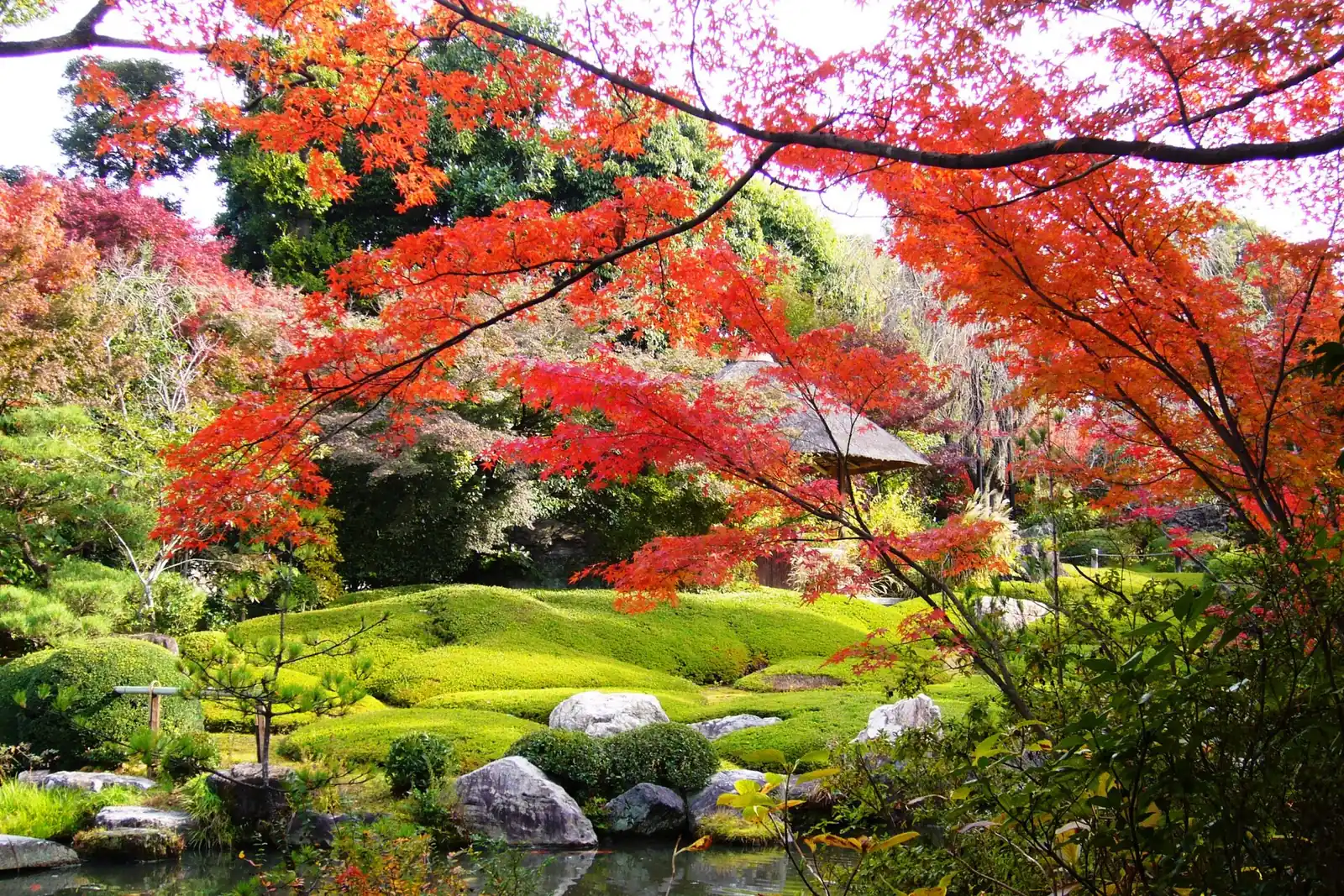 Taizo-in's garden in autumn, also inside Myoshin-ji